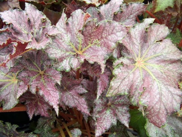 B. ‘Stephanie Rose’